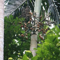 Areca catechu L.